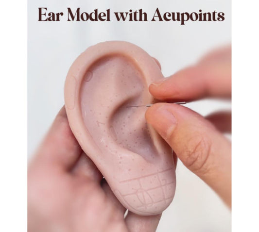 YUANWELLNESS: Life-Size Ear Acupuncture Model with Multiple Engraved Acupoints for Studying and Needle Practice - YUAN WELLNESS