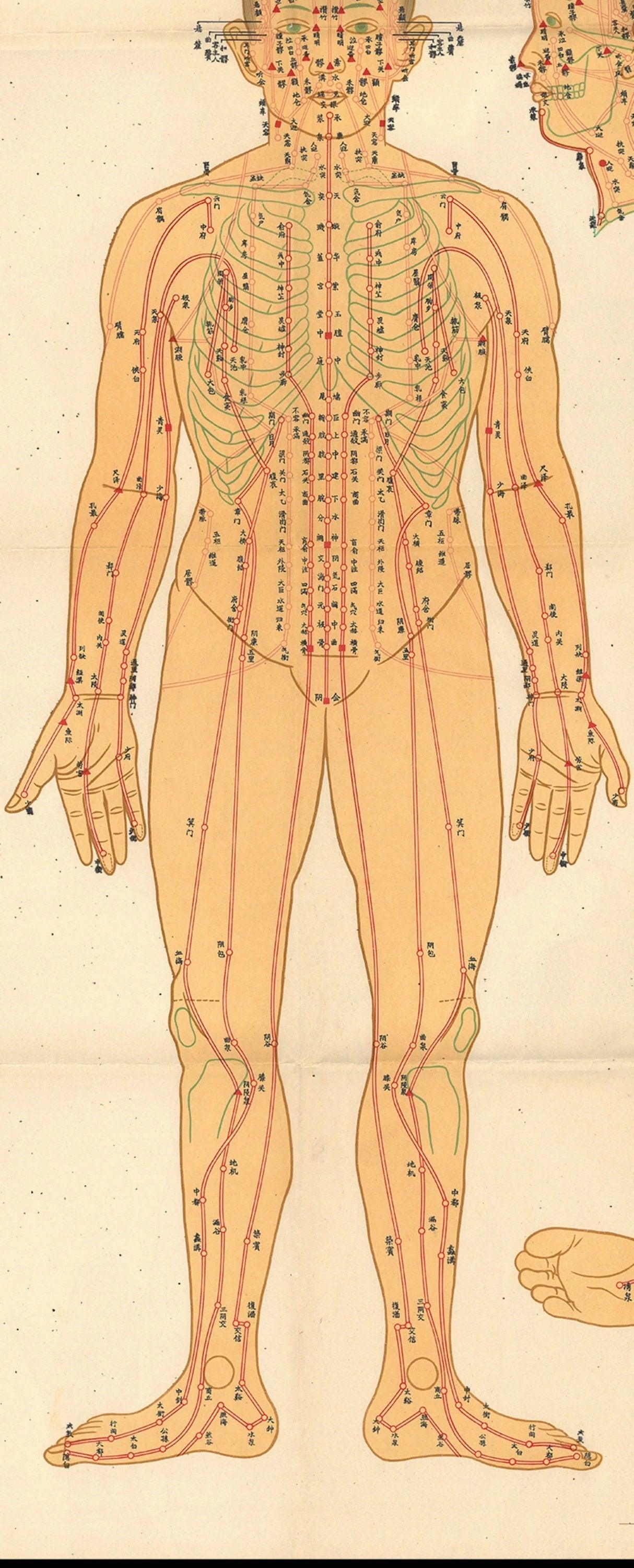 YUANWELLNESS: Channels and Points Chart, Traditional Chinese Medicine - YUAN WELLNESS 