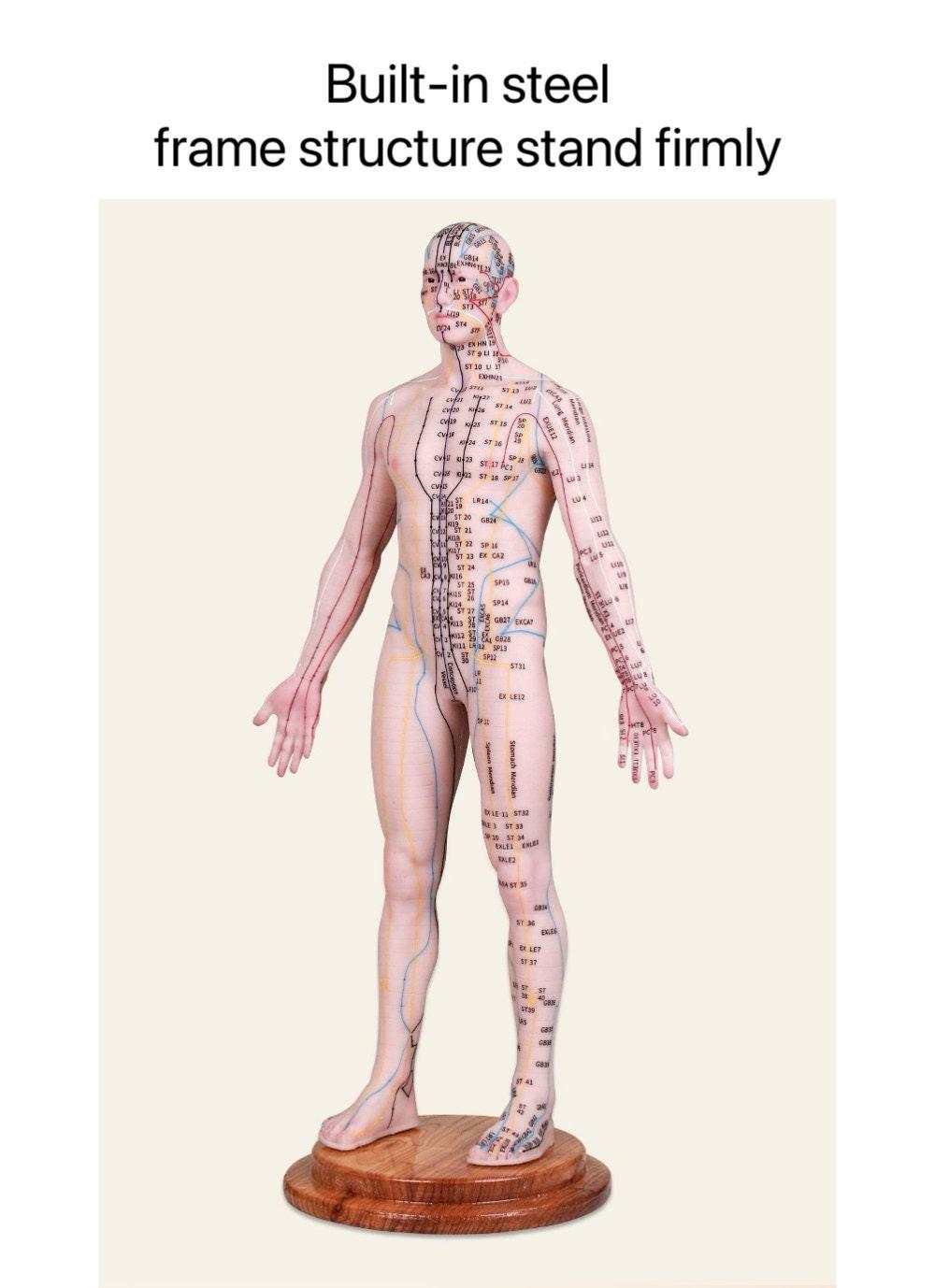 YUANWELLNESS: Acupuncture Points Human Model, Silicone Suitable for Needle Insertion, Twelve Meridians Small Model - YUAN WELLNESS 