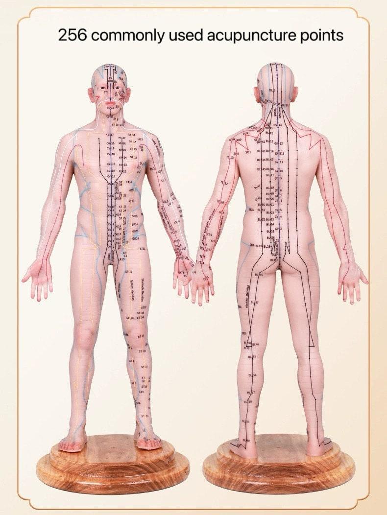 YUANWELLNESS: Acupuncture Points Human Model, Silicone Suitable for Needle Insertion, Twelve Meridians Small Model - YUAN WELLNESS 