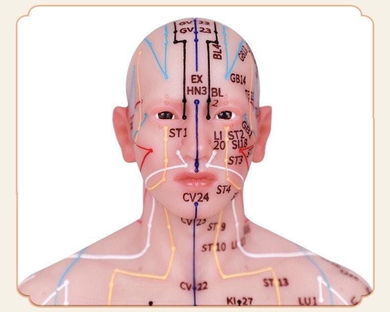 YUANWELLNESS: Acupuncture Points Human Model, Silicone Suitable for Needle Insertion, Twelve Meridians Small Model - YUAN WELLNESS 