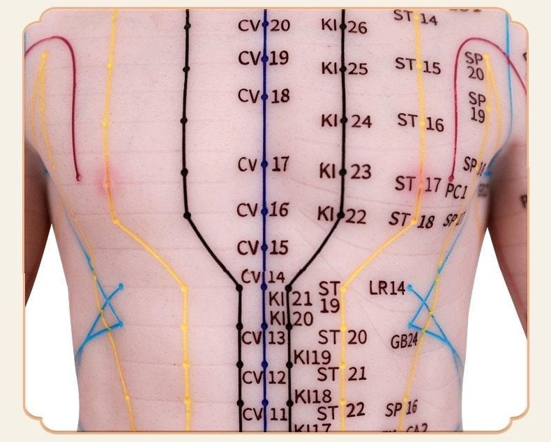 YUANWELLNESS: Acupuncture Points Human Model, Silicone Suitable for Needle Insertion, Twelve Meridians Small Model - YUAN WELLNESS 