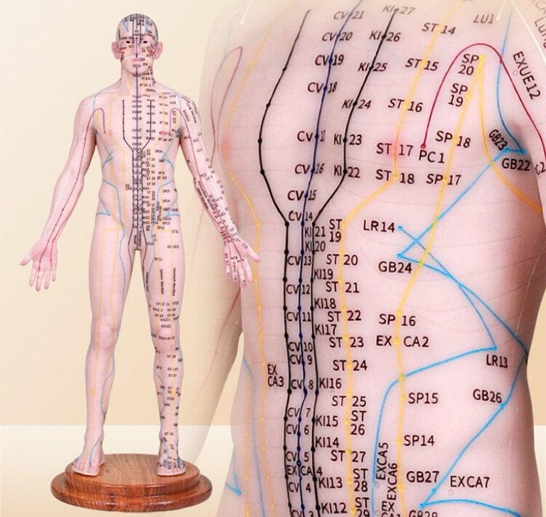 YUANWELLNESS: Acupuncture Points Human Model, Silicone Suitable for Needle Insertion, Twelve Meridians Small Model - YUAN WELLNESS 