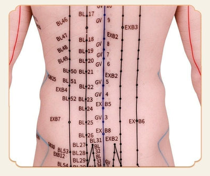 YUANWELLNESS: Acupuncture Points Human Model, Silicone Suitable for Needle Insertion, Twelve Meridians Small Model - YUAN WELLNESS 