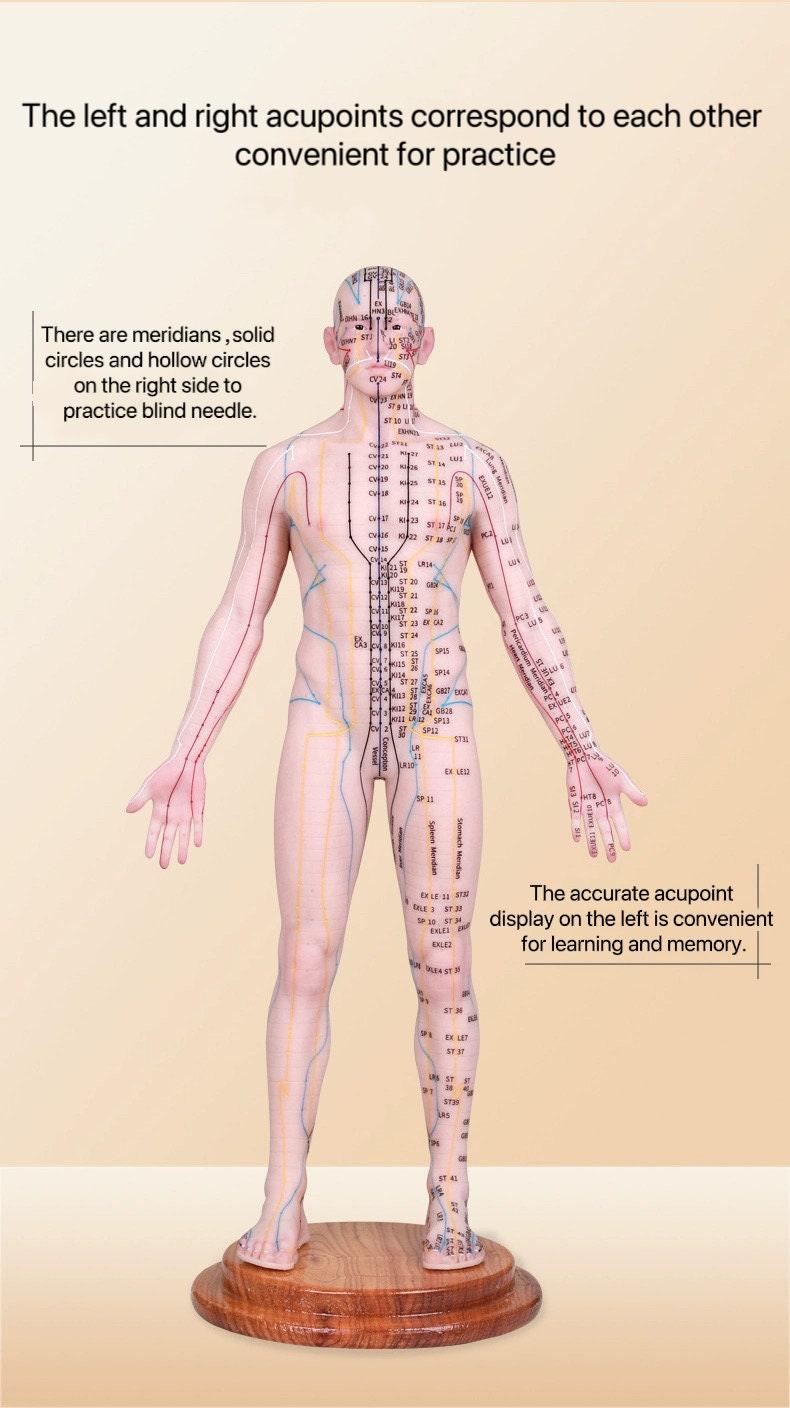 YUANWELLNESS: Acupuncture Points Human Model, Silicone Suitable for Needle Insertion, Twelve Meridians Small Model - YUAN WELLNESS 