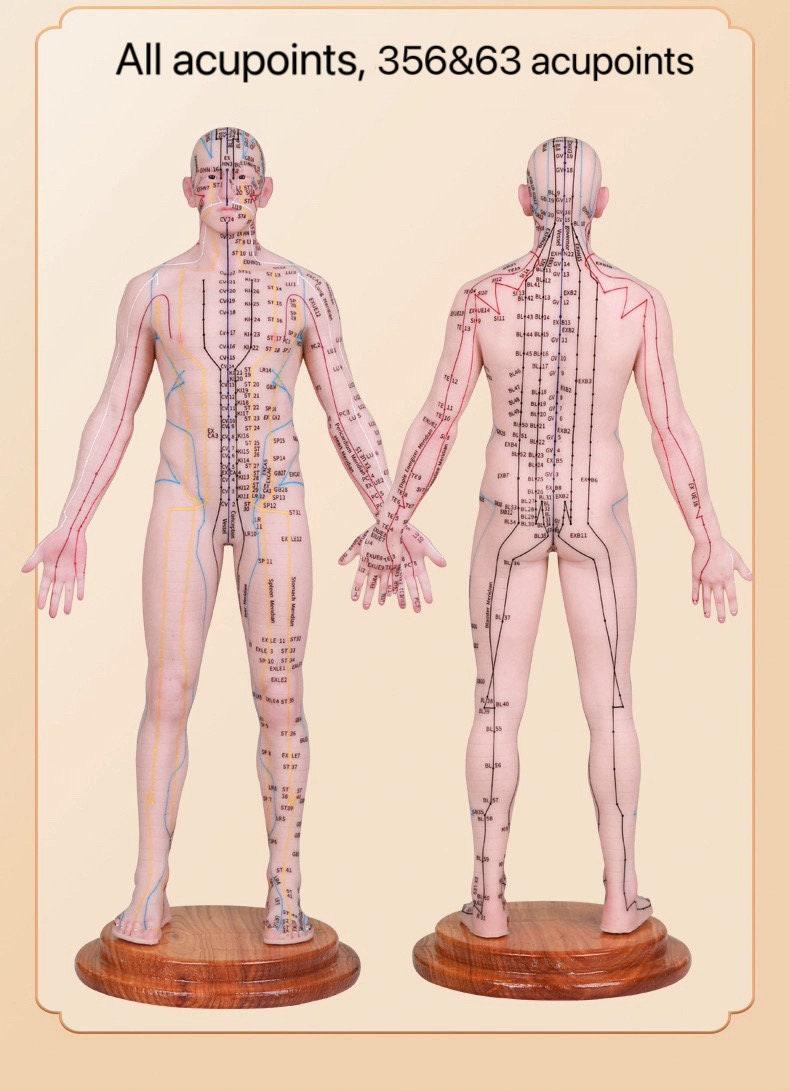 YUANWELLNESS: Acupuncture Points Human Model, Silicone Suitable for Needle Insertion, Twelve Meridians Small Model - YUAN WELLNESS 