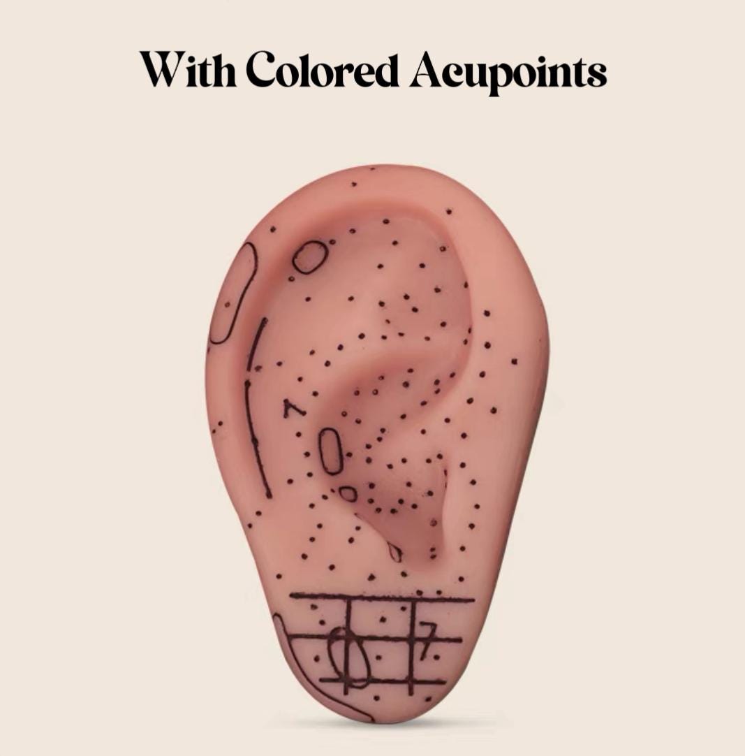 YUANWELLNESS: Life-Size Ear Acupuncture Model with Multiple Engraved Acupoints for Studying and Needle Practice - YUAN WELLNESS 