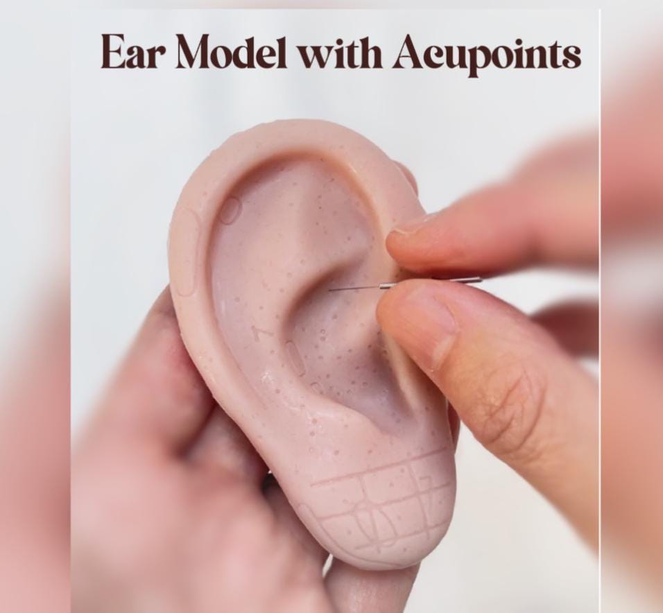 YUANWELLNESS: Life-Size Ear Acupuncture Model with Multiple Engraved Acupoints for Studying and Needle Practice - YUAN WELLNESS 