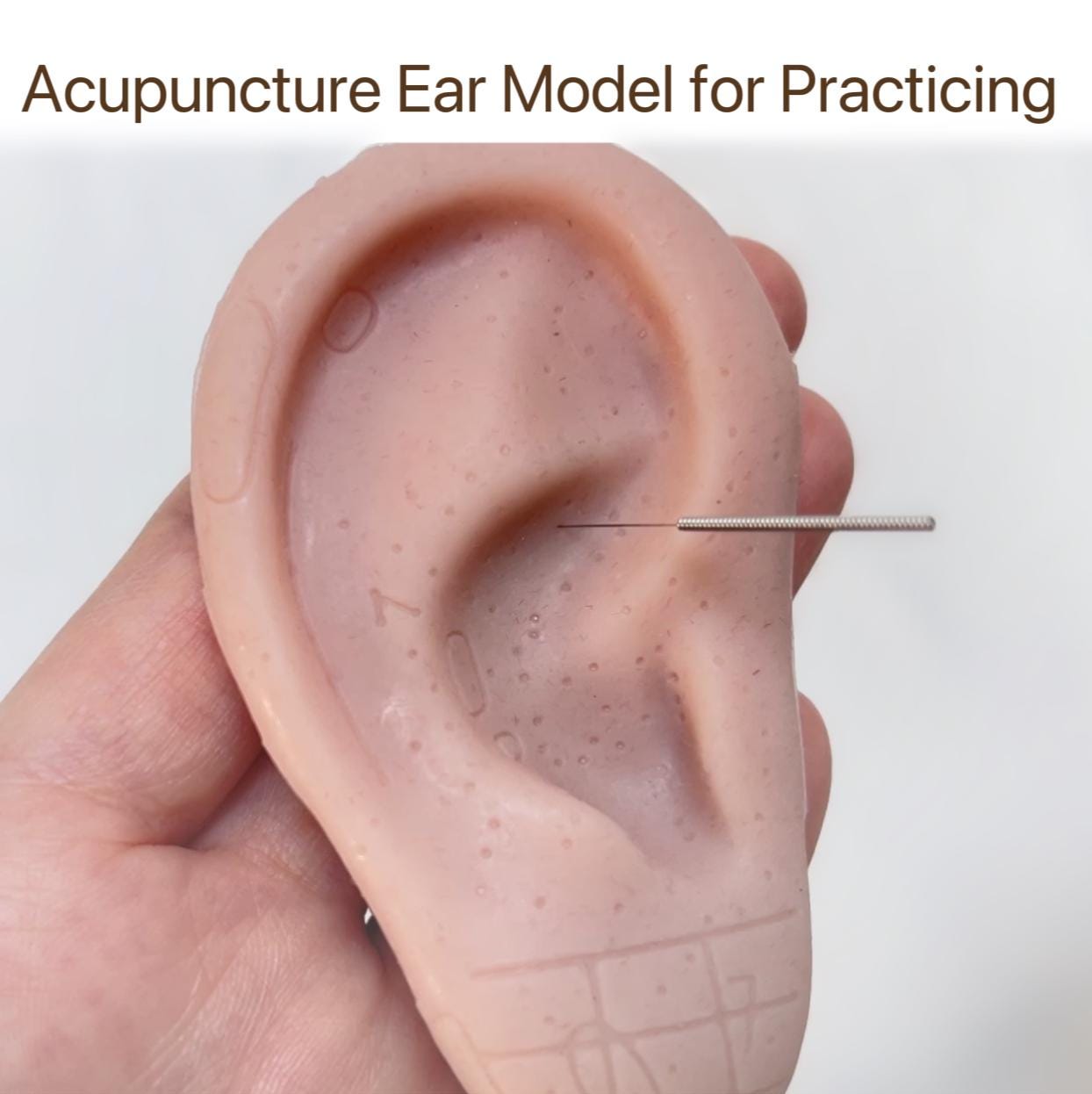 YUANWELLNESS: Life-Size Ear Acupuncture Model with Multiple Engraved Acupoints for Studying and Needle Practice - YUAN WELLNESS 